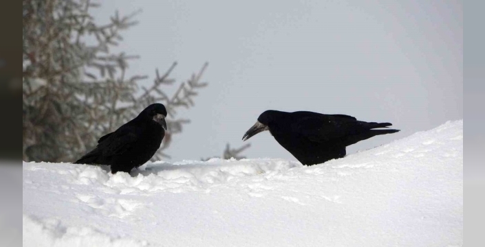 Bitlis'te karla mücadele için 410 bin litre yakıt harcandı
