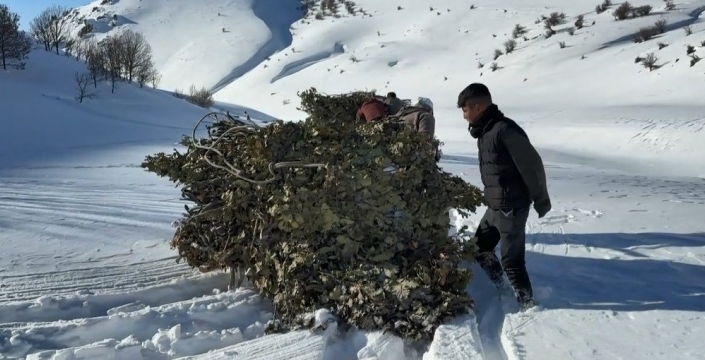 Bitlis'te kış mesaisi: Hayvanlar için yem kızaklarla taşınıyor