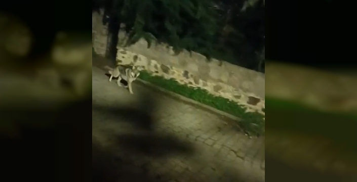 Bodrum'da kurt sürüsü şaşkınlığı