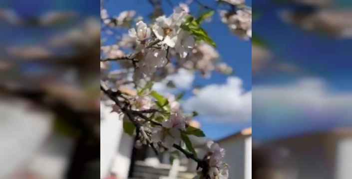 Datça'da kış ortasında badem ağaçları çiçek açtı
