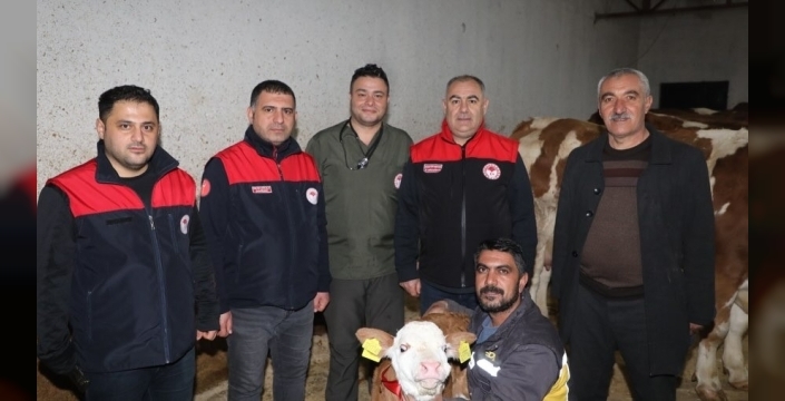 Elazığ'da yılın ilk buzağısı 'Bereket' adı ve çeyrek altınla karşılandı