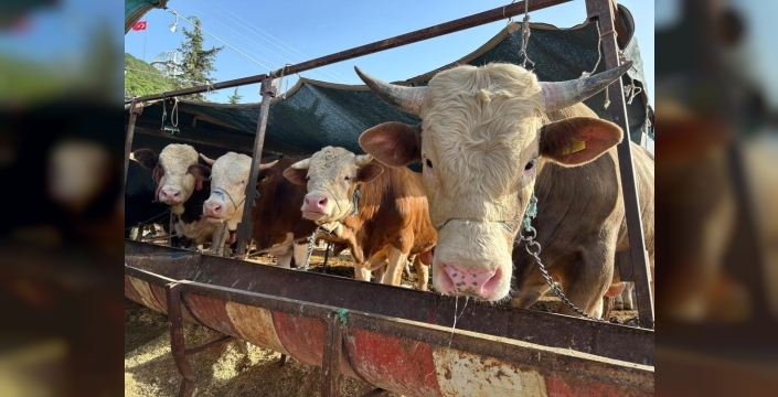 Et ve Süt Kurumu besilik hayvan ithalatı başvurularını 12 Ocak'ta açıyor