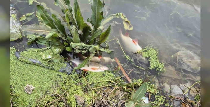 Eyüpsultan'da yosun patlaması şoku: Gölette çok sayıda balık öldü