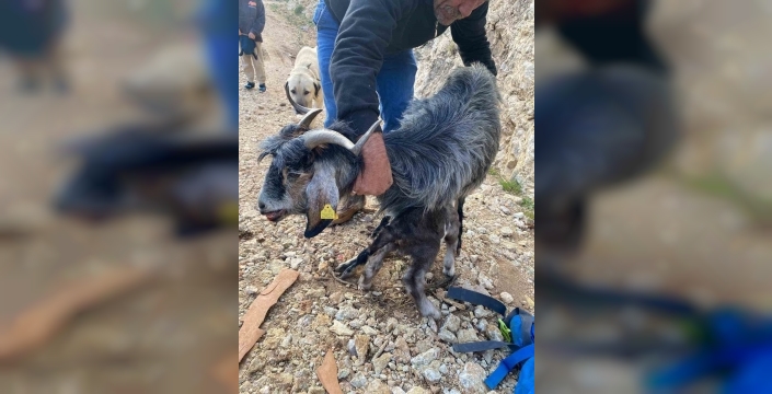 Fethiye'de kayalıklarda mahsur kalan keçi, MAG ekiplerinin zorlu operasyonuyla kurtarıldı