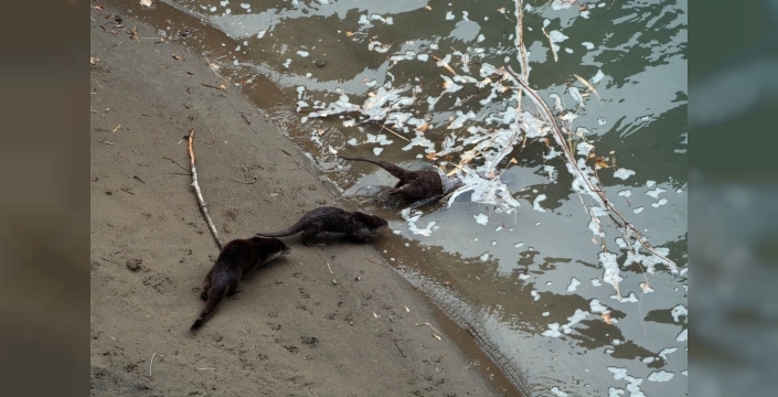 Fırat'ın buzlu sularında sürpriz misafirler: 4 su samuru görüntülendi