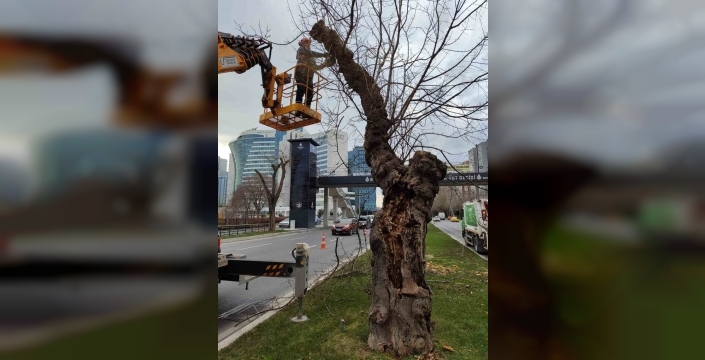 İstanbul'da lodos alarmı: Fırtına 80 kilometre hızla esiyor, 39 ağaç devrildi