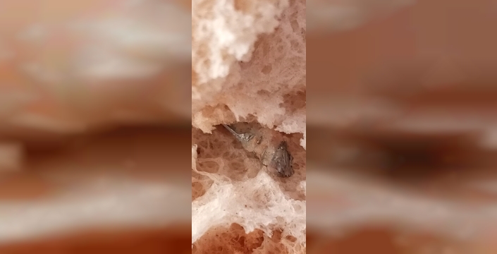 İzmir'de ekmekten vida çıktı: Aile büyük tehlike atlattı!