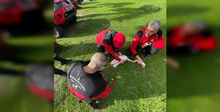 İzmir'de flamingo misina tuzağından kurtarıldı