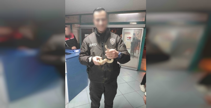 İzmir'deki kafe şok yaşadı: Elinde yılanla gezen şahsa devasa ceza!