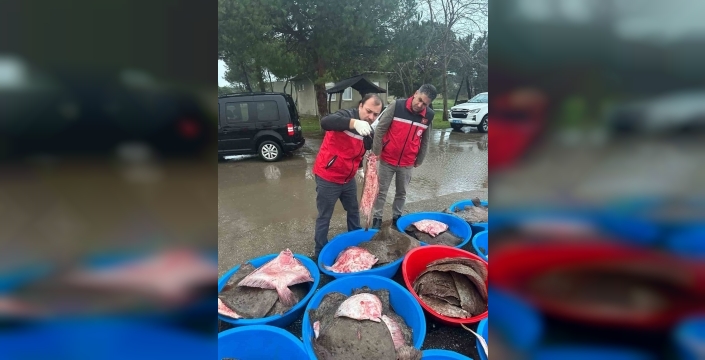 Kandıra'da kaçak avcılık operasyonu: 500 kalkan balığı ele geçirildi