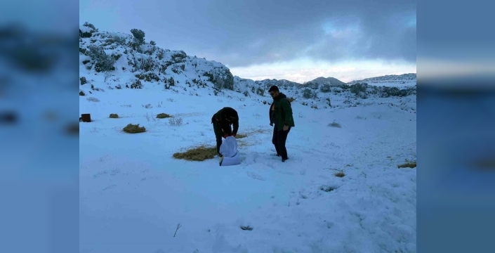 Kar altındaki Gaziantep'te yaban hayatına destek: Doğaya yem bırakıldı