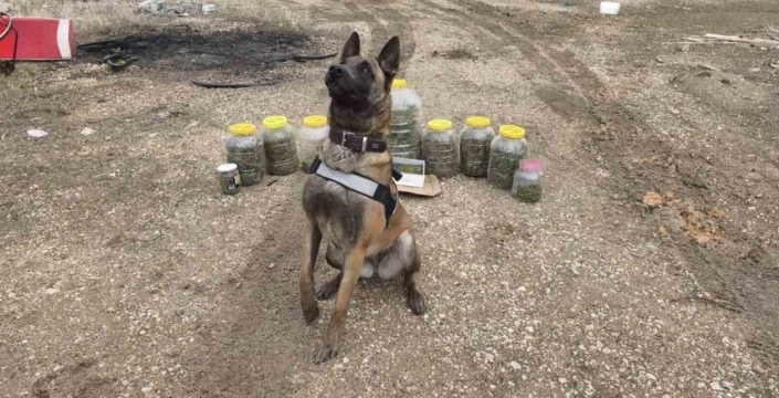 Karaman'da narkotik köpeği Daisy ile operasyon: 1 kişi gözaltında