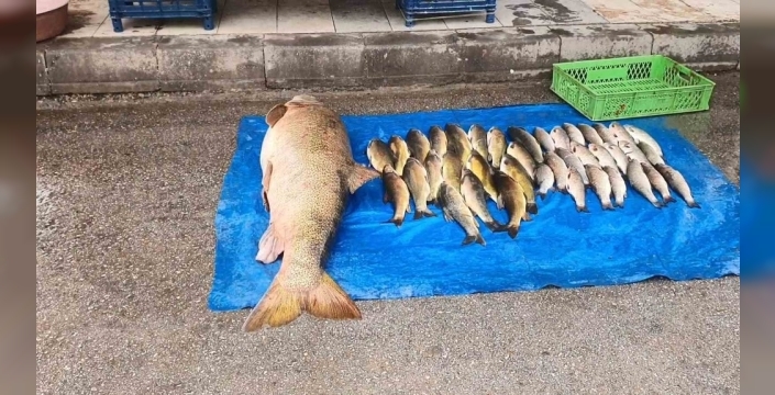Murat Nehri'nde 52 kiloluk dev turna yakalandı, balıkçılar şaşkın