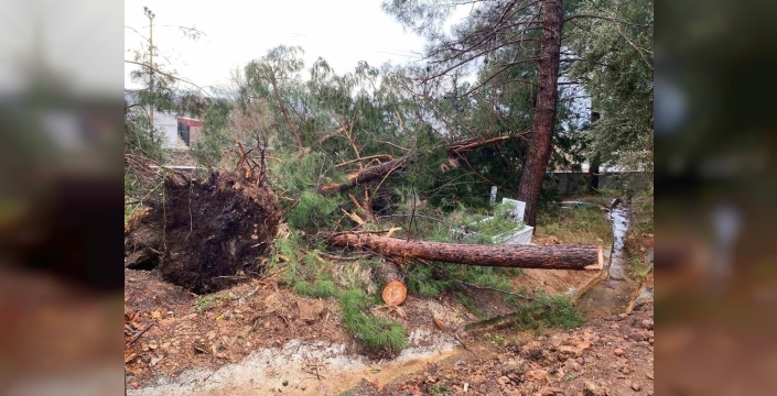 Osmaniye'de fırtına mezarlığı vurdu: Dev ağaçlar kökünden söküldü, mezarlar zarar gördü