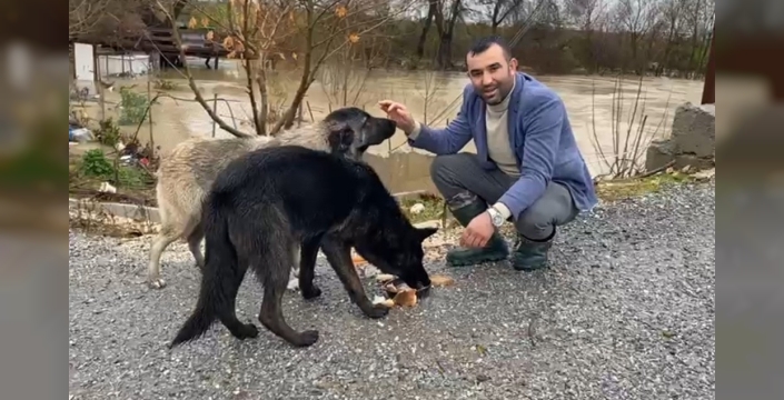 Sağanak sonrası mahsur kalan 4 köpek iş makinesiyle dramatik kurtarıldı