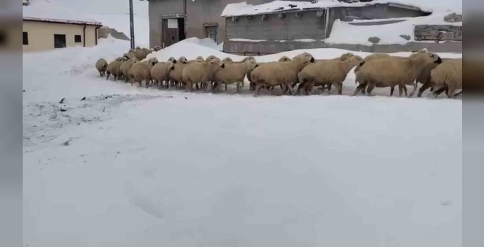 Sivas'ta kar kalınlığı 2 metreyi aştı, hayvancılar ata binerek hayvanlarına ulaştı