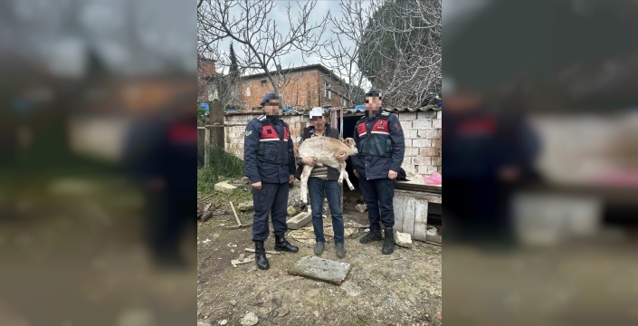 Söke'de büyükbaş hayvan hırsızlığı ve ruhsatsız silah operasyonu: 1 şüpheli yakalandı