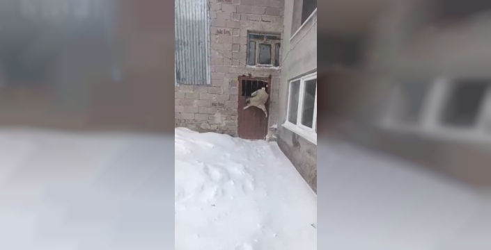 Tipiden kaçan köpek ahırda mahsur kaldı