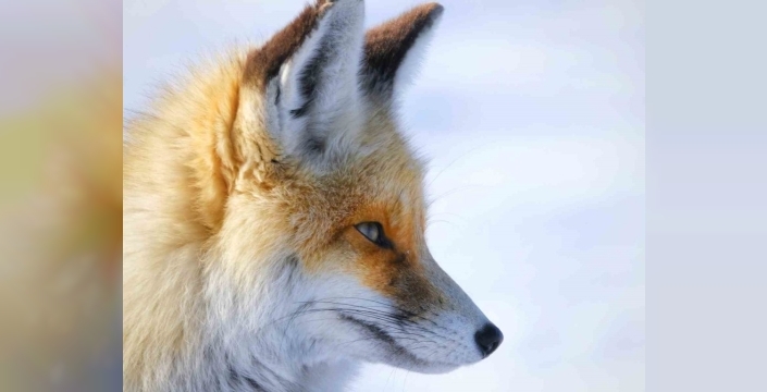 Uzmanlar uyarıyor: Yaban hayvanları şehirlere iniyor, ekolojik alarm veriliyor