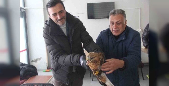 Yaralı kızıl şahin, esnafın yardımıyla koruma altına alındı