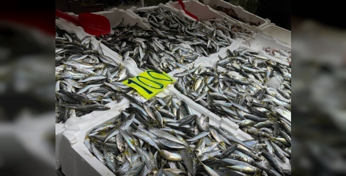 Zonguldak'ta balık tezgahlarında istavrit şaşırttı: Kilogramı 100 TL!