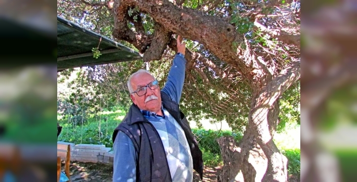 Alaçatı sakızının 70 yıllık sırrı üreticilerin dilinden döküldü