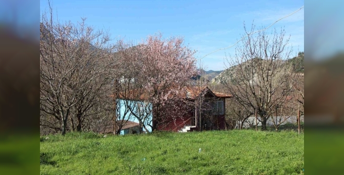 Amasya'da badem ağaçları baharı erken kutluyor: Arılar da iş başında!