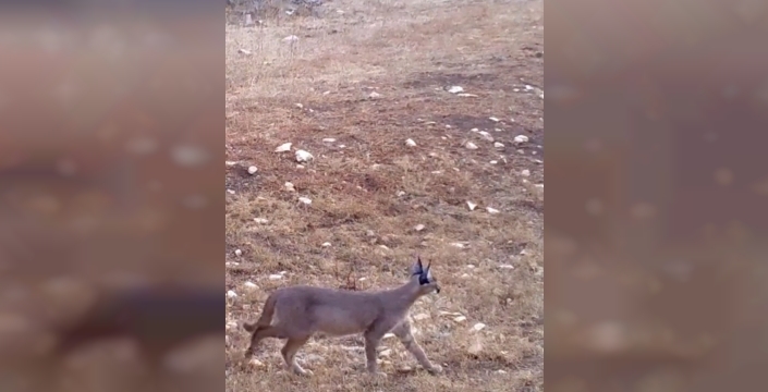 Antalya'nın gizli sakinleri fotokapanlarda: Vaşak, dağ keçisi ve daha fazlası görüntülendi