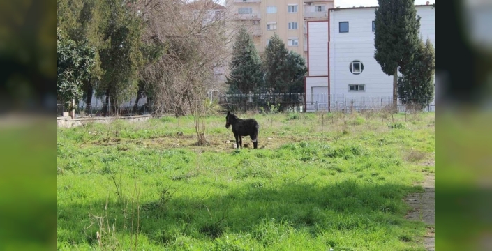 Aydın'da terk edilen 2 katır ölüme terk edildi, yetkililer sorumluluktan kaçıyor