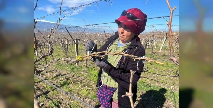 Bağlarda erken uyanış: Üreticiler don riskine karşı endişeli!