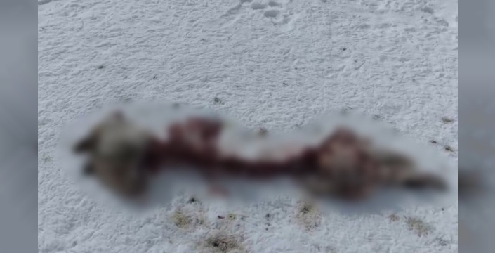 Başkale'de kurtlar sokak köpeğini parçaladı