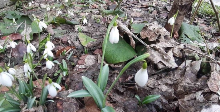 Bolu'da kardelenler baharı erken müjdeliyor