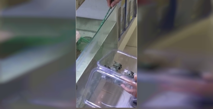 Bursa'da yasaklı kaplumbağalara şok operasyon!