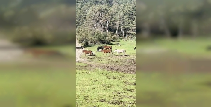 Bursa yaylalarında yılkı atları özgürce koştu, doğa nefes kesti!