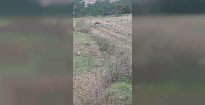 Denizli'de çiftçinin kurtla komik diyaloğu kamerada