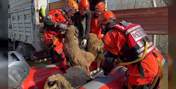 Edirne'de selden etkilenen hayvanlar botla kurtarılıyor