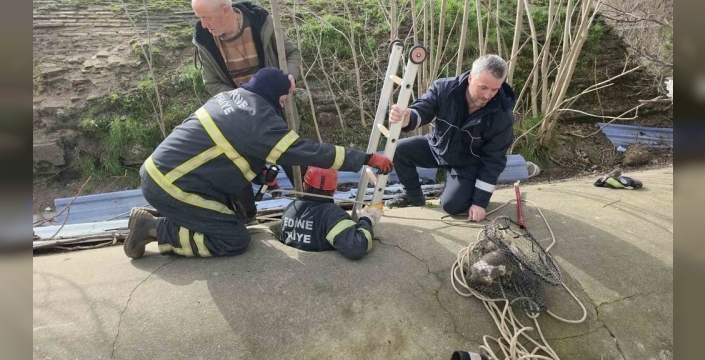 Edirne'de yavru köpek 6 saatlik operasyonla kurtarıldı