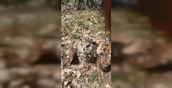 Elazığ'da bir vatandaşın puhu kuşuyla olan sevimli anları