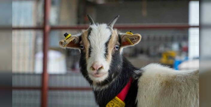 Evcil hayvan trendi değişiyor: Kedi ve köpek yerine 'cüce keçi' dönemi başlıyor!