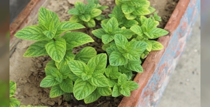 Fare istilası kapıda! Uzmanlar 'bahçenize nane dikin' diye sesleniyor