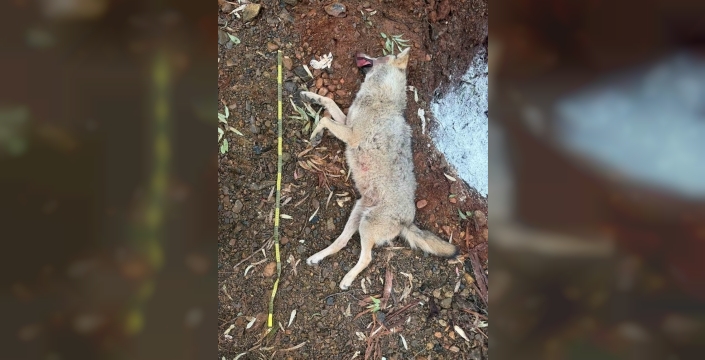 Fethiye'de trafik kazasında ölen kurt, ulusal genetik projesine ışık tuttu