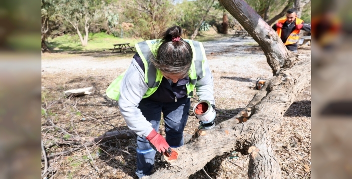 Fırtınada devrilen ılgın ağaçları yeniden dikiliyor