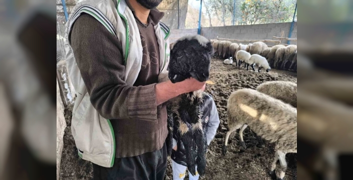 Hatay'da mucize doğuş: Çift başlı kuzu hayata tutundu!