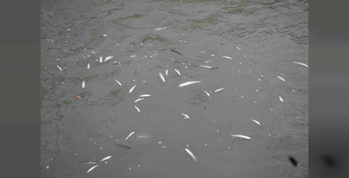 Hendek'te Uludere Çayı'nda binlerce balık telef oldu: Yetkililer inceleme başlattı