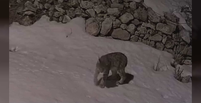 Kar altındaki köyde yiyecek arayan vaşak, güvenlik kamerasında!