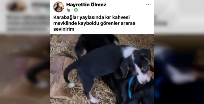 Köpeği çalınan vatandaştan hırsıza ilginç çağrı