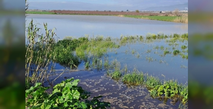 Köşk'te tarım arazileri sular altında kaldı: Zarar tespiti başladı