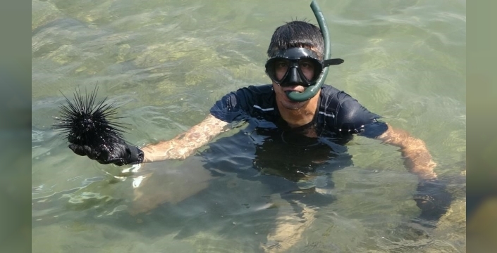 Marmara Denizi'nde denizkestanesi avcılığına tepki: Bilim insanları uyarıyor