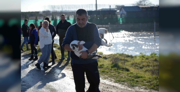 Meriç Nehri taştı; hayvanlar kurtarıldı, çiftçiler gözyaşları içinde sevindi