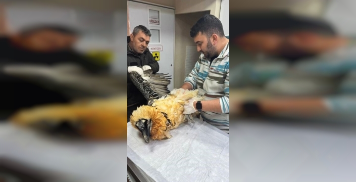 Mucize geri dönüş: Sakallı akbaba, tedaviyle yeniden özgürlüğüne kavuştu